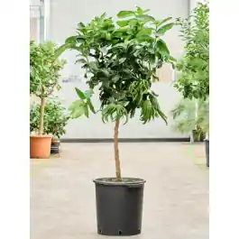 Nieuw in de shop - Citrus medica Mano Di Buddha
