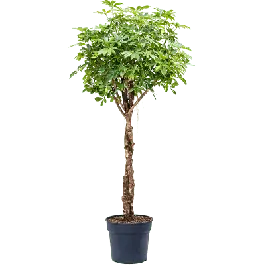 Schefflera Gold Capella op stam twist - Uitverkoop