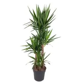 Yucca elephantipes 4-stam | Nieuw binnen