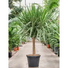 Mis het niet | Yucca elephantipes Puck op stam