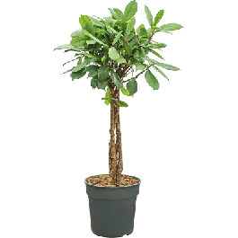 Ficus cyathistipula gevlochten stam - Veilige betaling
