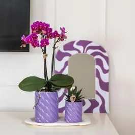 Opruiming - Plantenset in Spiral Clay lila