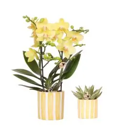 Korting - Planten duo in Painted Stripe geel