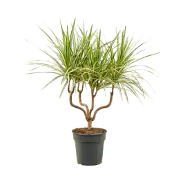 Dracaena marginata Sunray Kandelaar - Nu beschikbaar