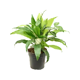 Dracaena Bright - Sale