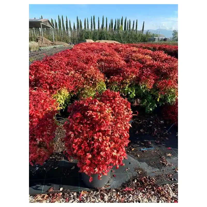 Nandina Blush Pink | Topkwaliteit