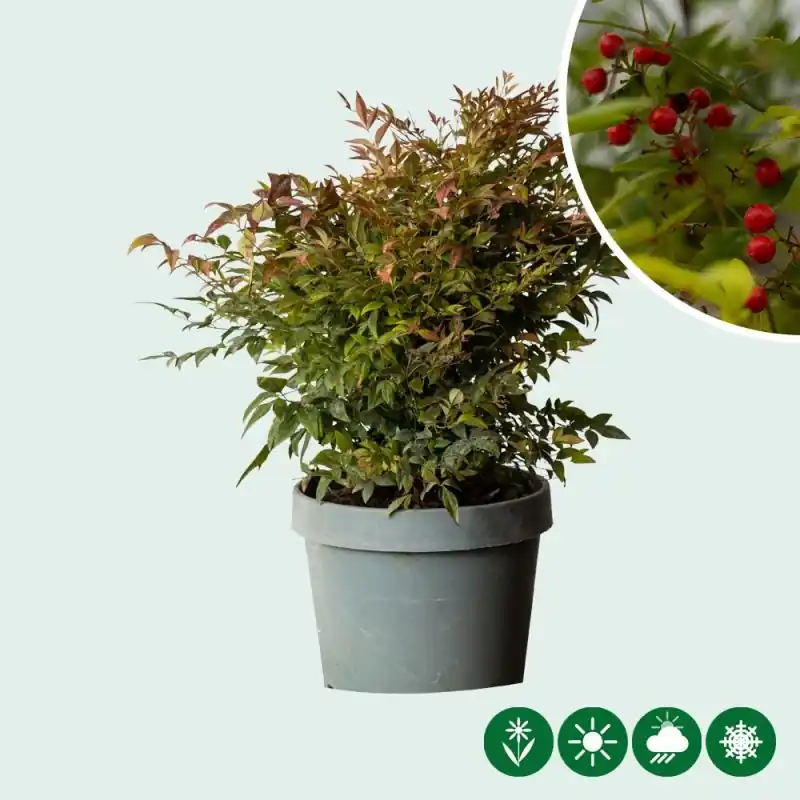 Extra voordeel - Nandina Gulfstream
