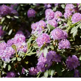 Spoedlevering | Rhododendron catawbiense Grandiflorum