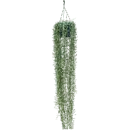 Senecio Blue Pickle | Flitsaanbieding