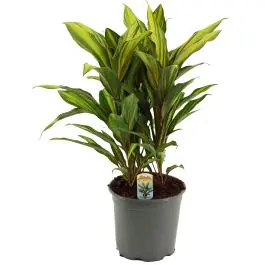 Net binnen | Cordyline Kiwi