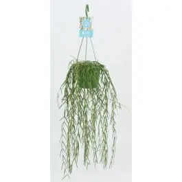 Hoya linearis | Actieprijs