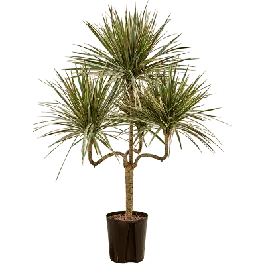 Nieuw binnengekomen | Dracaena marginata Bicolor kandelaar