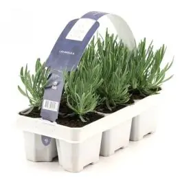 Goed beoordeeld - Lavendel 6-pack