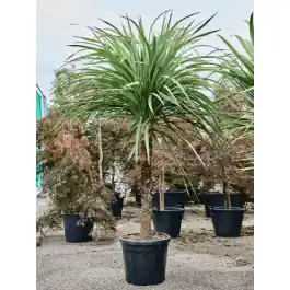 Aanbieding loopt bijna af - Cordyline indivisa op stam