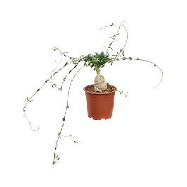 Aanrader | Fockea edulis