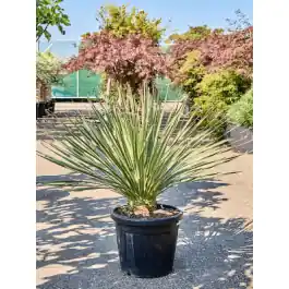 Dasylirion serratifolium | Nieuw binnen