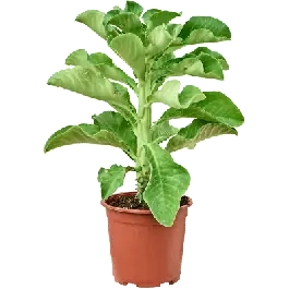 Net gelanceerd | Monadenium arborescens