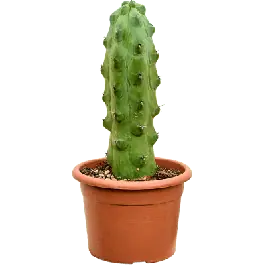 Myrtillocactus fukurokuryuzinboku - Lage prijs