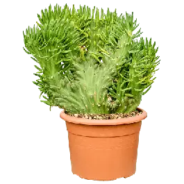 Aanbieding - Opuntia subulata Cristata