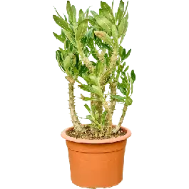Verlaagde prijs | Pachypodium densiflorum
