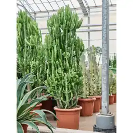 Nog maar enkele beschikbaar | Euphorbia Compacta