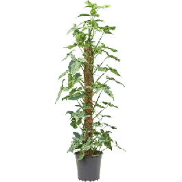 Syngonium Mojito - Premium
