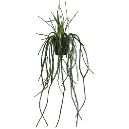 Lycopodiaceae - kunstplant | Nieuw product