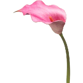 Callalelie roze - kunstplant - Koop vandaag