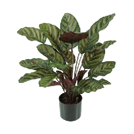 Calathea Makoyana - kunstplant | Bijna uitverkocht