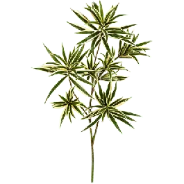 Direct kopen - Dracaena Reflexa tak - kunstplant