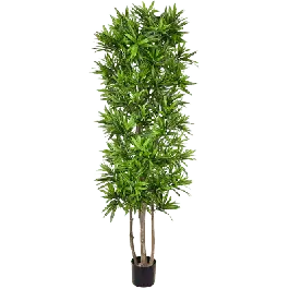 Pleomele Song of Jamaica XL - kunstplant - Gratis retourneren
