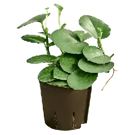 Cissus Rotundifolia - Meest verkocht