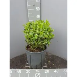 Pittosporum Variegatum - Prijs verlaagd
