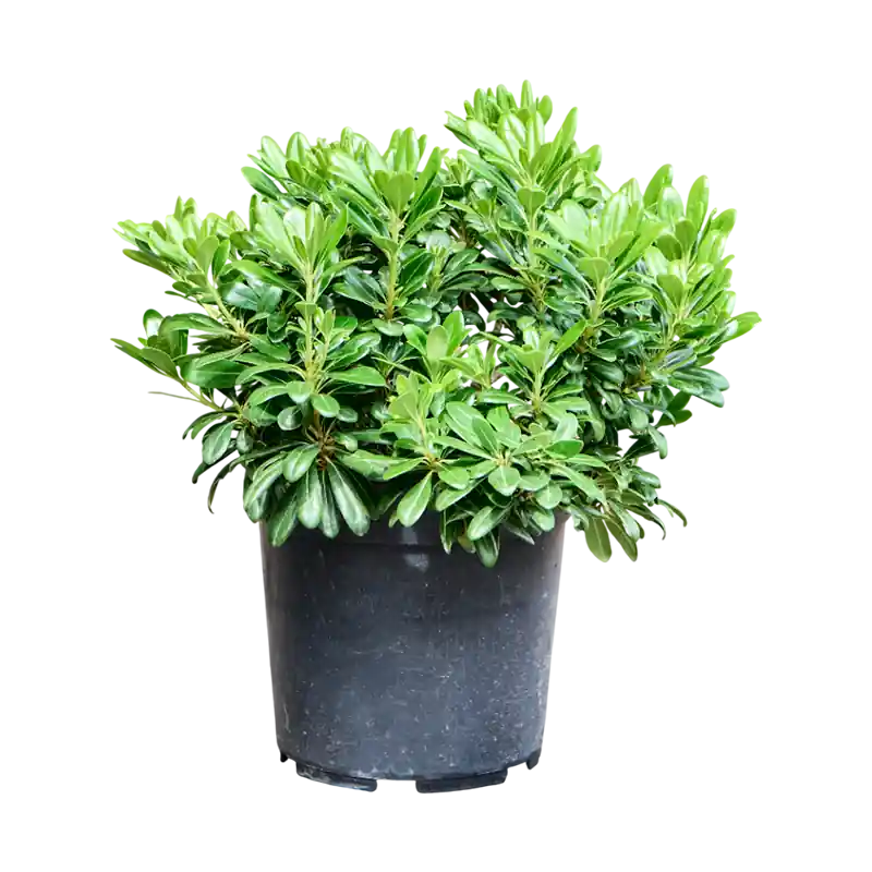 Op voorraad - Pittosporum Nana