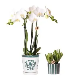 Net binnen - Planten duo in Ivory Elegance groen