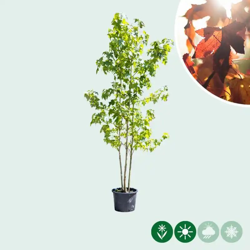 Laatste dagen | Liquidambar styraciflua - meerstammig