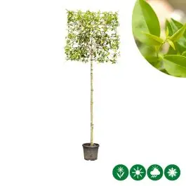 Korting | Ligustrum japonicum - leiboom