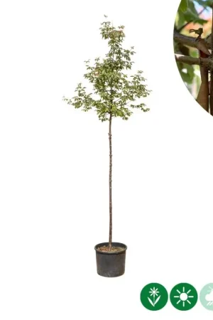 Acer griseum - Hoog gewaardeerd