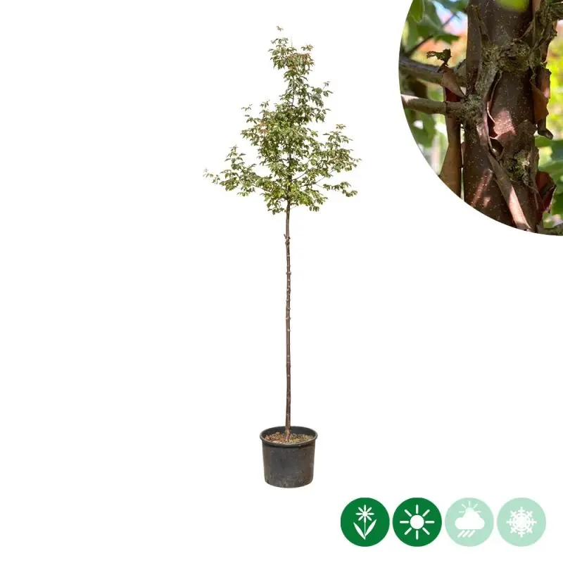 Acer griseum - Hoog gewaardeerd