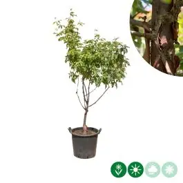 Acer griseum - meerstammig | Net toegevoegd
