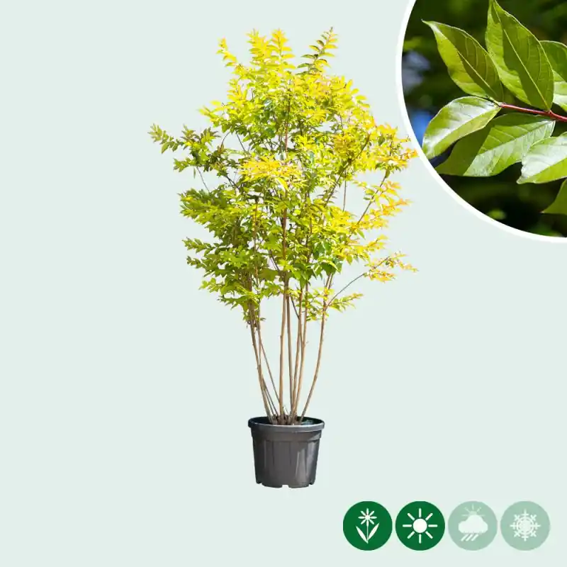Lagerstroemia Natchez - meerstammig | Zeer goed beoordeeld