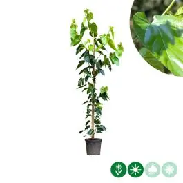 Nieuw in het assortiment | Morus Giant Fruit