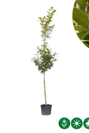 Aanbieding | Prunus Laurocerasus