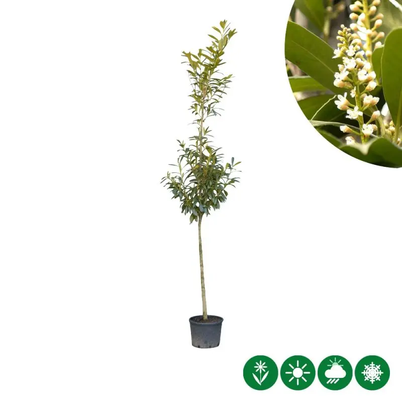 Aanbieding | Prunus Laurocerasus