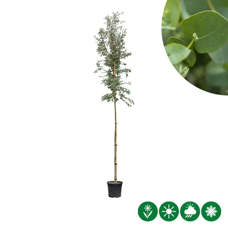 Lage prijs - Eucalyptus gunnii - hoogstam