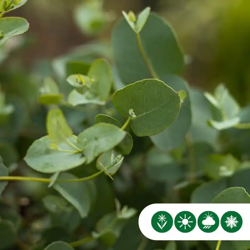 Eucalyptus gunnii - leiboom | Fabrieksprijs