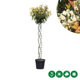 Zojuist toegevoegd | Photinia Red Robin - spiraal