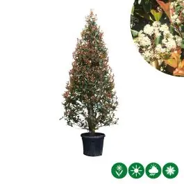 Snelle levering - Photinia Red Robin - kegel