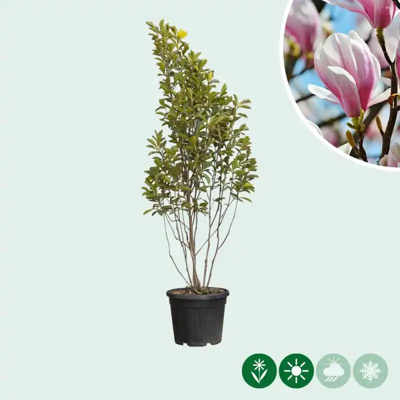 Magnolia soulangeana - meerstammig - Voeg toe aan winkelwagen