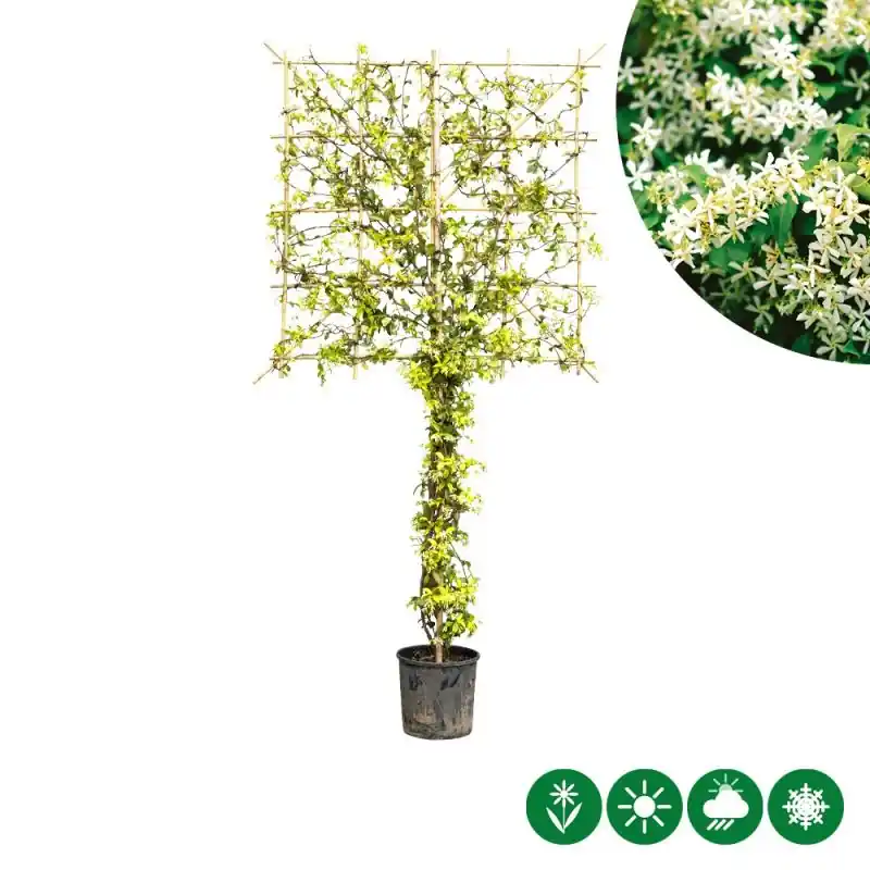 Trachelospermum jasminoides - leiboom | Klantfavoriet